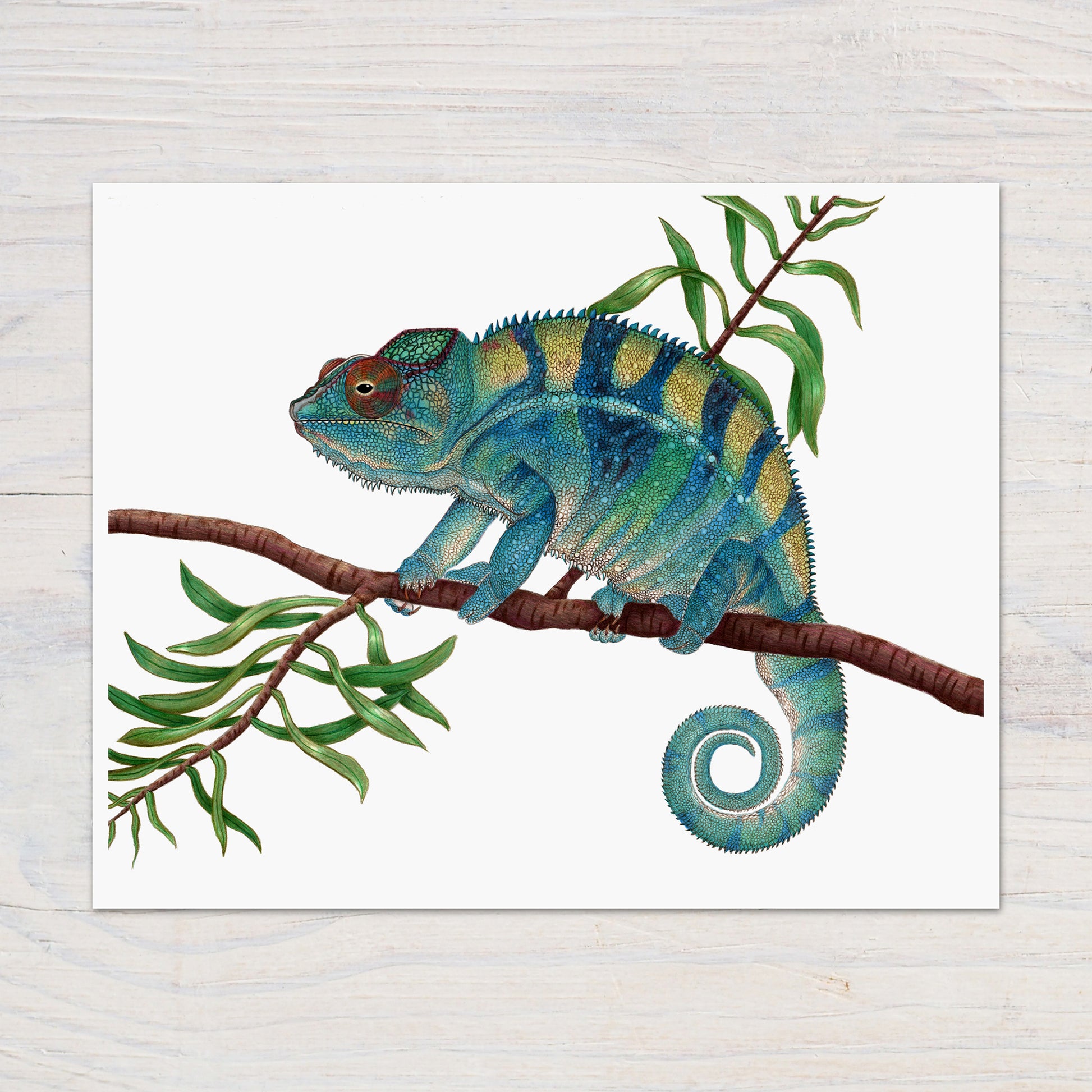Hand drawn pencil art of panther chameleon by Rachel Diaz-Bastin. Prints available.