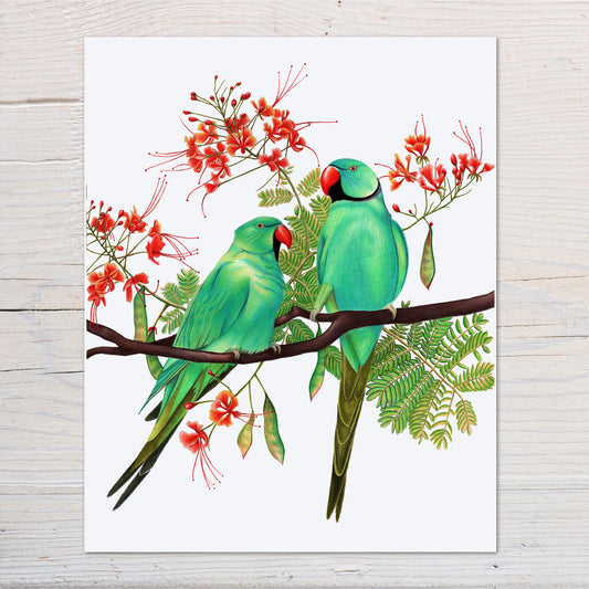 Rose-ringed parakeets in a Gulmohar tree art print