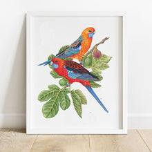 Load image into Gallery viewer, Hand drawn pencil art of crimson rosellas in a fig tree by Rachel Diaz-Bastin. Prints available.
