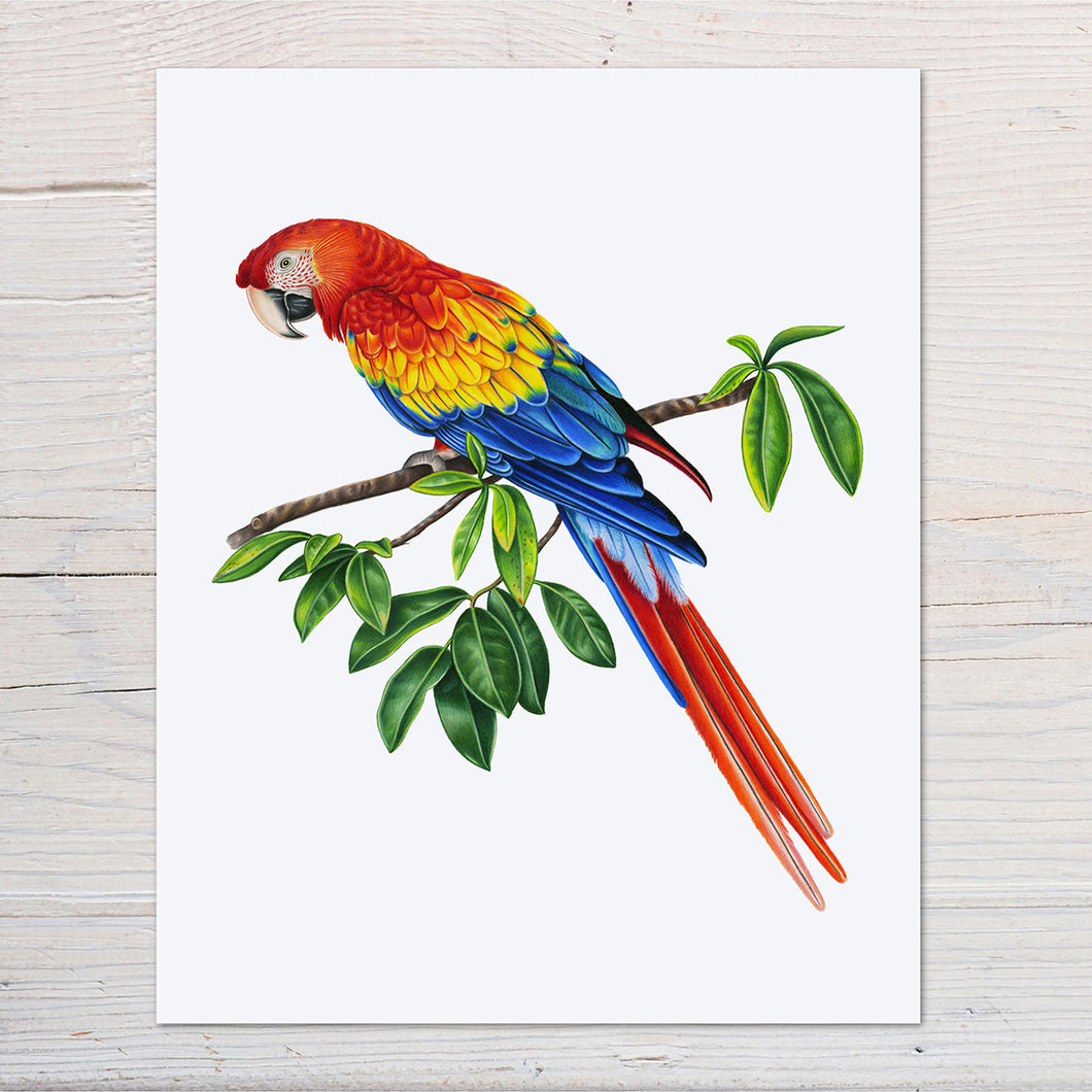 Hand drawn pencil art of a scarlet macaw (Ara macao), by Rachel Diaz-Bastin. Prints available.