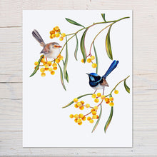 Load image into Gallery viewer, Hand drawn pencil art of superb fairywrens in a wattle tree by Rachel Diaz-Bastin. Prints available.
