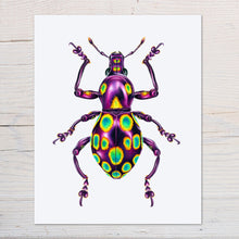 Load image into Gallery viewer, Hand drawn pencil art of a Pachyrhynchus gemmatus weevil by Rachel Diaz-Bastin. Prints available.
