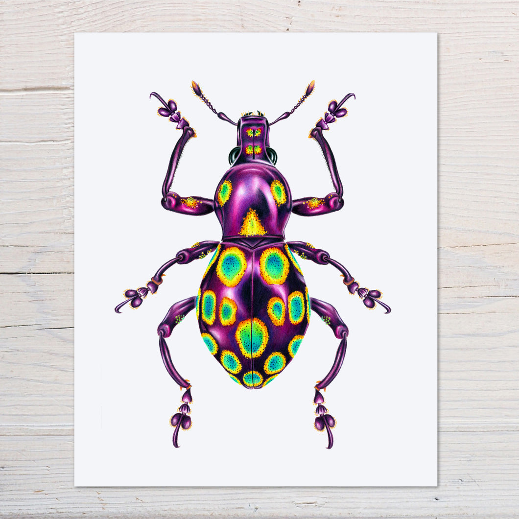 Hand drawn pencil art of a Pachyrhynchus gemmatus weevil by Rachel Diaz-Bastin. Prints available.