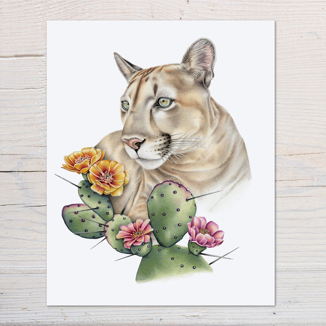 hand drawn colored pencil illustration of a mountain lion with Opuntia cactus, prints available.