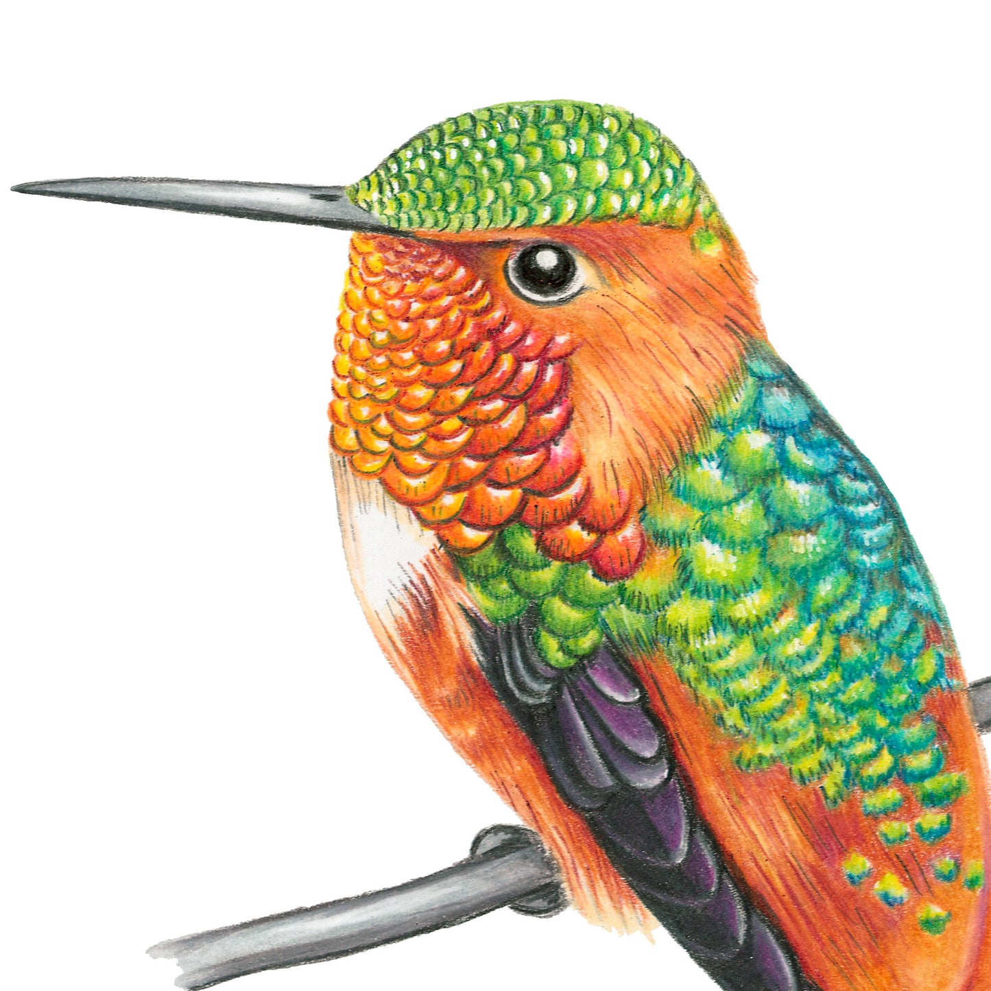 Allen's Hummingbird Original Art