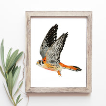 Load image into Gallery viewer, Hand drawn pencil art of a kestrel in flight by Rachel Diaz-Bastin. Prints available.
