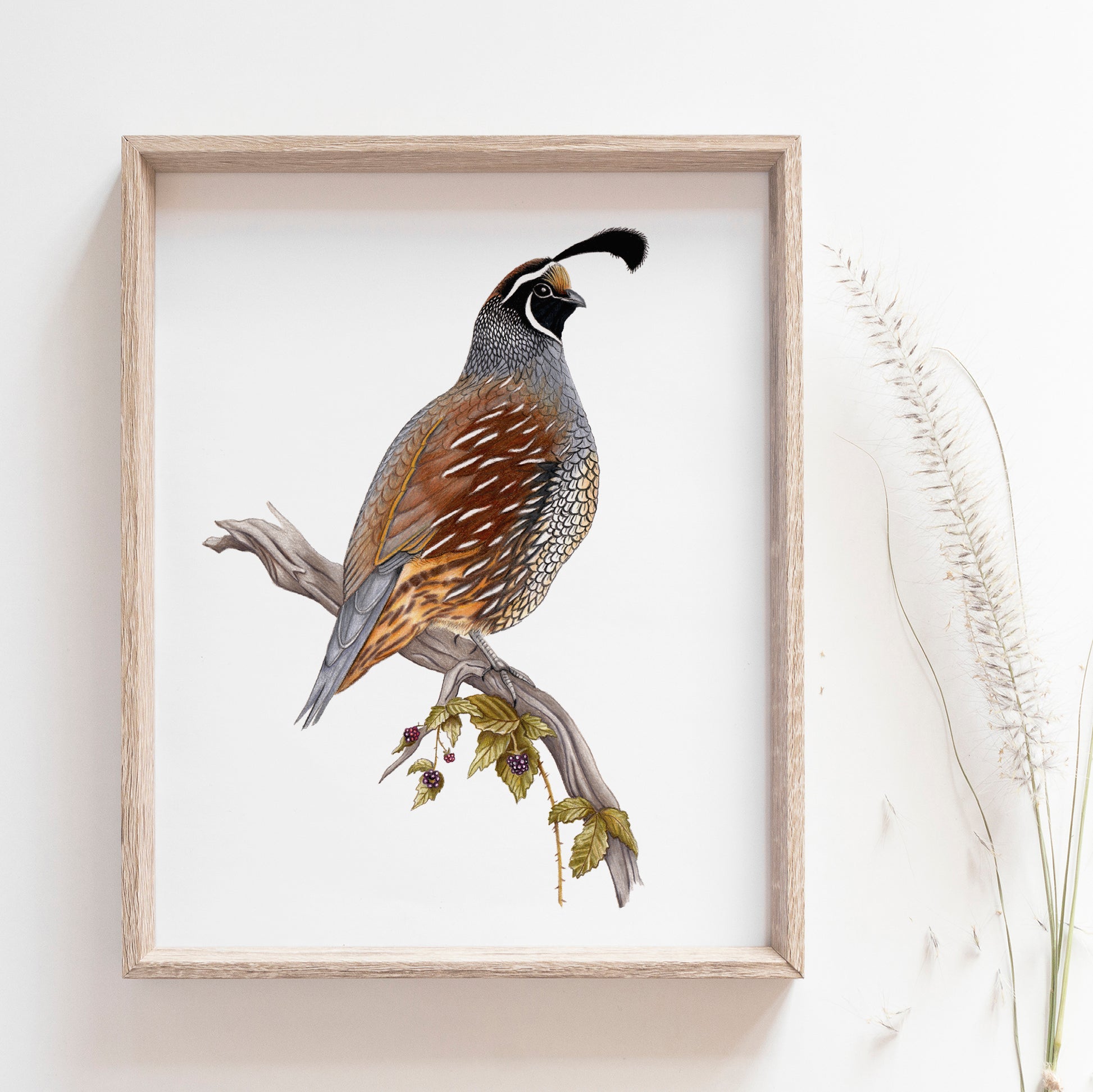 california quail art print