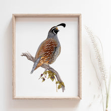 Load image into Gallery viewer, California Quail Print
