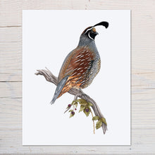 Load image into Gallery viewer, Hand drawn pencil art of a California Quail by Rachel Diaz-Bastin. Prints available.

