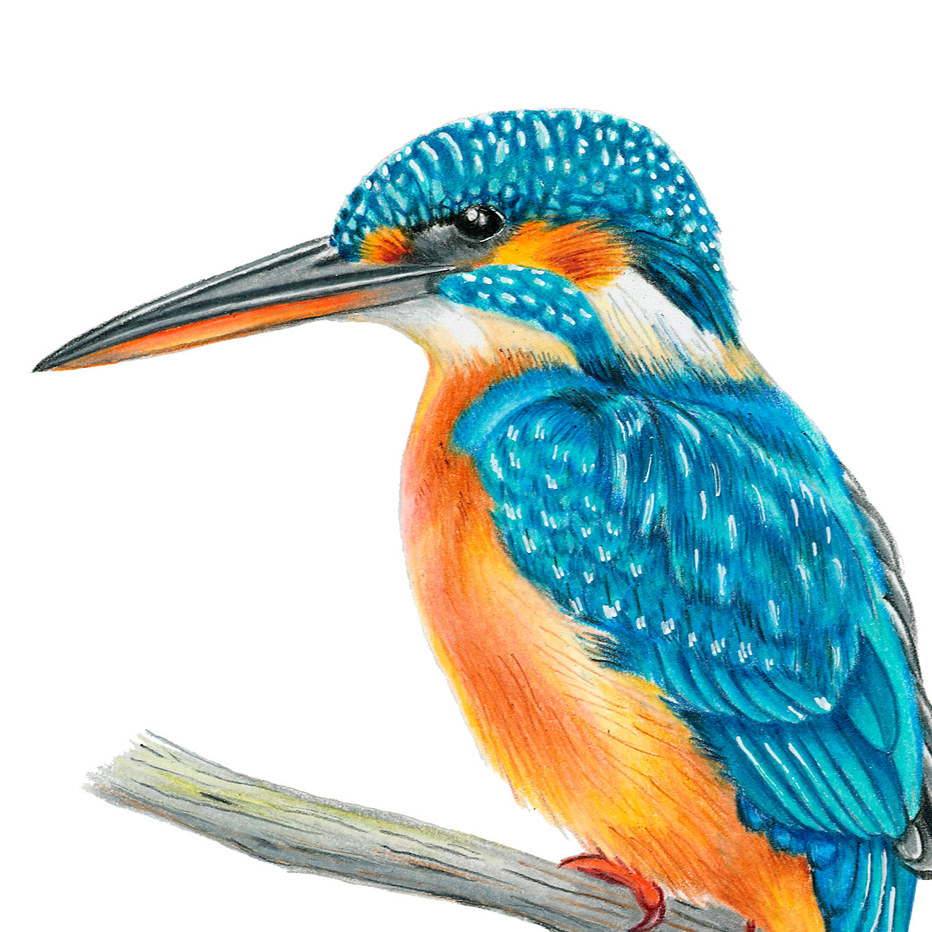 Common Kingfisher Original Art