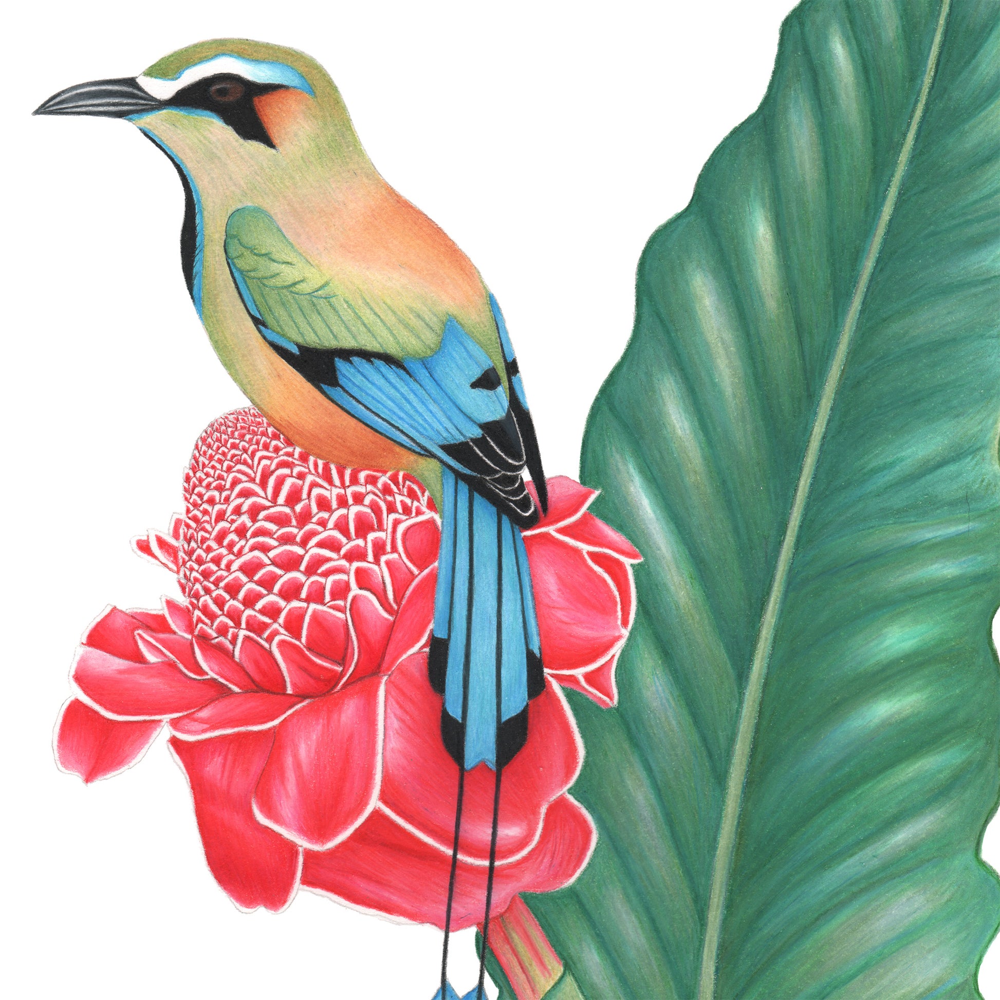 Hand drawn pencil art of turquoise browed motmot on a ginger flower by Rachel Diaz-Bastin. Prints available.