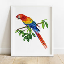 Load image into Gallery viewer, Scarlet Macaw Original Art
