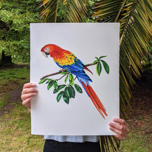 Load image into Gallery viewer, hand-drawn illustration of a scarlet macaw (Ara macao). Prints available
