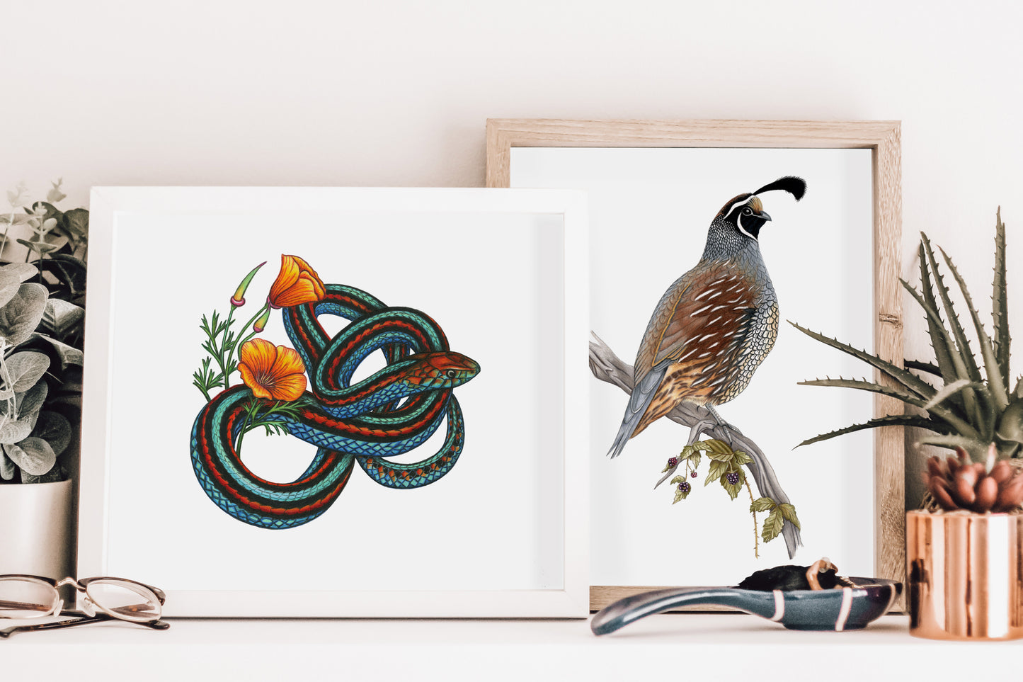 Hand drawn pencil art of a California quail and San Francisco Garter snake by Rachel Diaz-Bastin. Prints available.