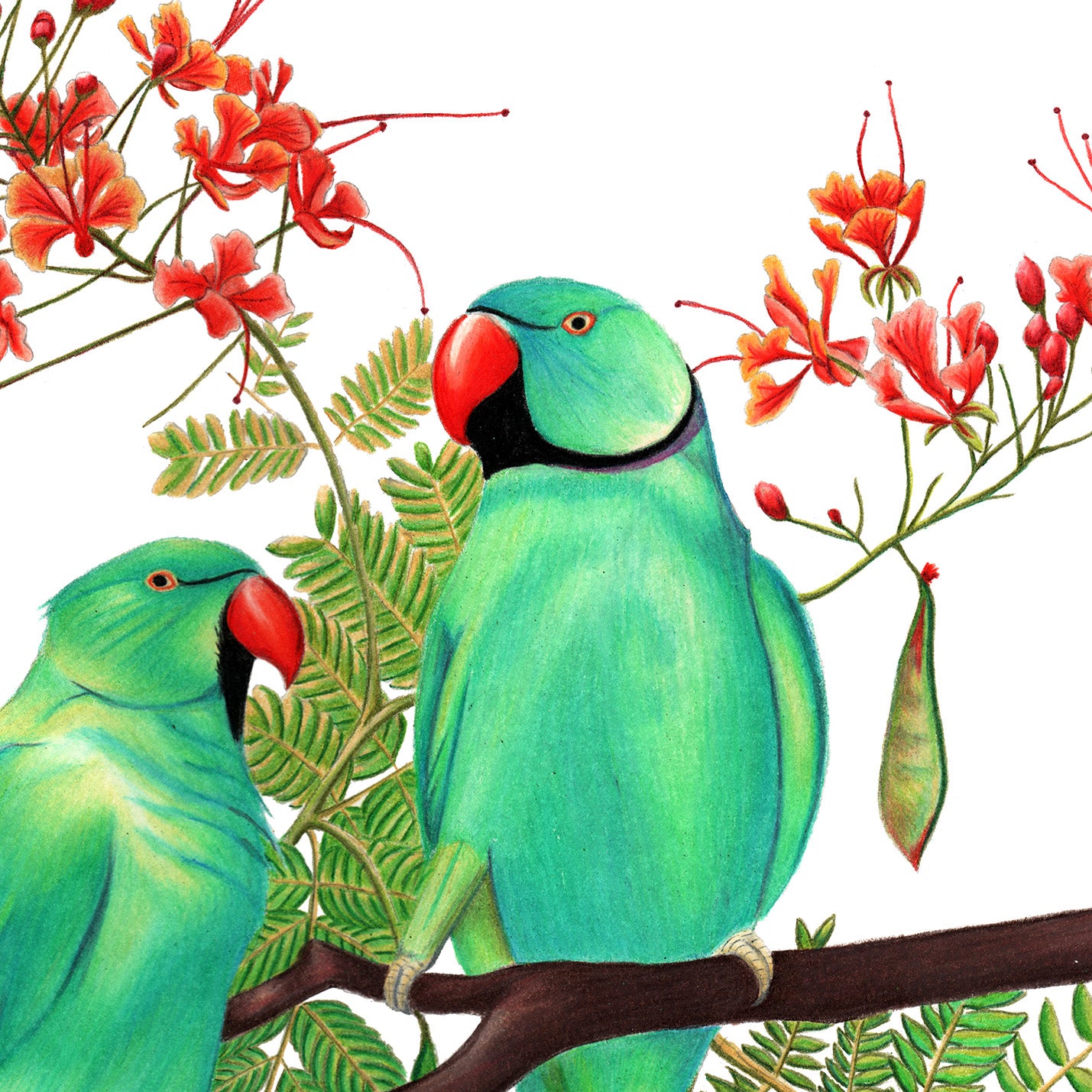 Rose-ringed parakeets in a Gulmohar tree art print