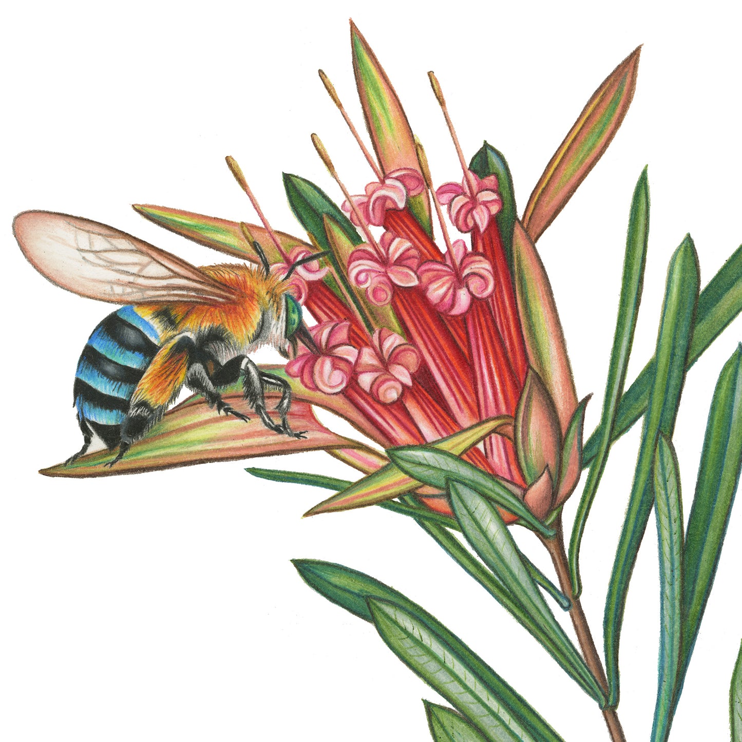 Hand drawn pencil art of blue-banded bees on a protea flower by Rachel Diaz-Bastin. Prints available. 