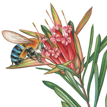 Load image into Gallery viewer, Hand drawn pencil art of blue-banded bees on a protea flower by Rachel Diaz-Bastin. Prints available. 
