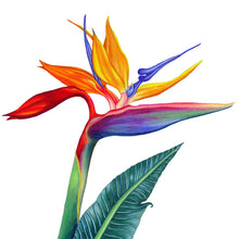 Load image into Gallery viewer, Hand drawn pencil art of a bird of paradise flower by Rachel Diaz-Bastin. Prints available. 
