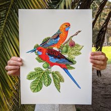 Load image into Gallery viewer, Hand drawn pencil art of crimson rosellas in a fig tree by Rachel Diaz-Bastin. Prints available. 
