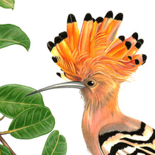 Load image into Gallery viewer, Hand drawn pencil art of hoopoes in Madagascar jasmine by Rachel Diaz-Bastin. Prints available. 
