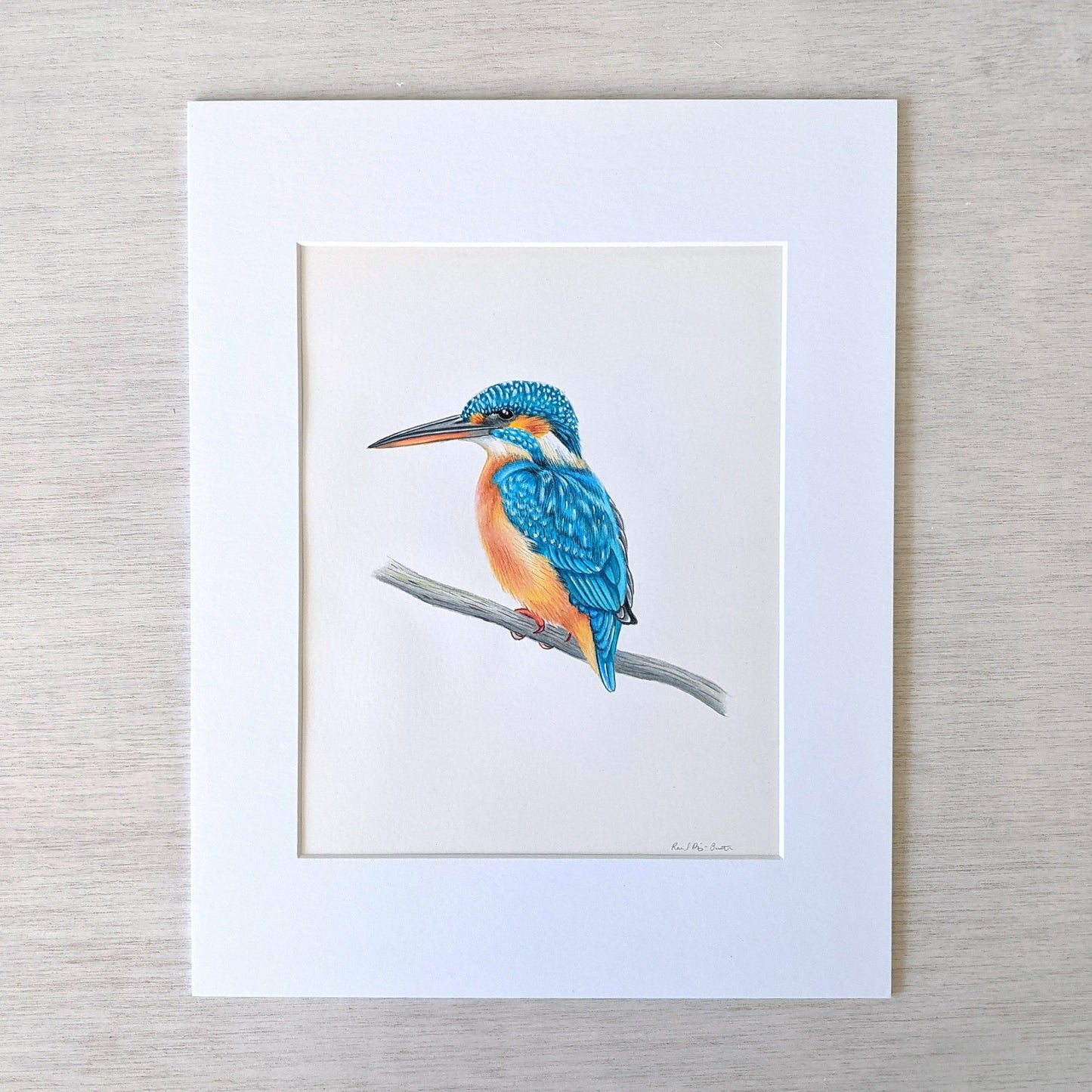 Original hand drawn pencil art of common kingfisher bird by Rachel Diaz-Bastin. Original artwork available. 