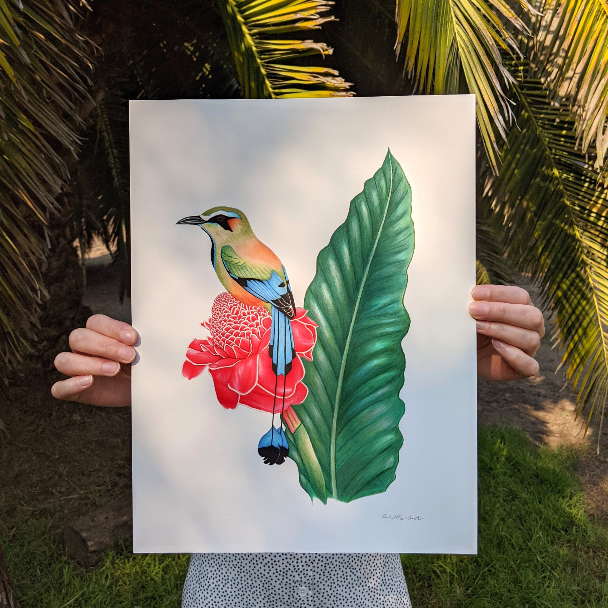 Hand drawn pencil art of turquoise browed motmot on a ginger flower by Rachel Diaz-Bastin. Prints available. 