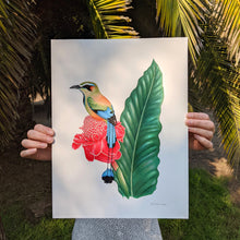 Load image into Gallery viewer, Hand drawn pencil art of turquoise browed motmot on a ginger flower by Rachel Diaz-Bastin. Prints available. 
