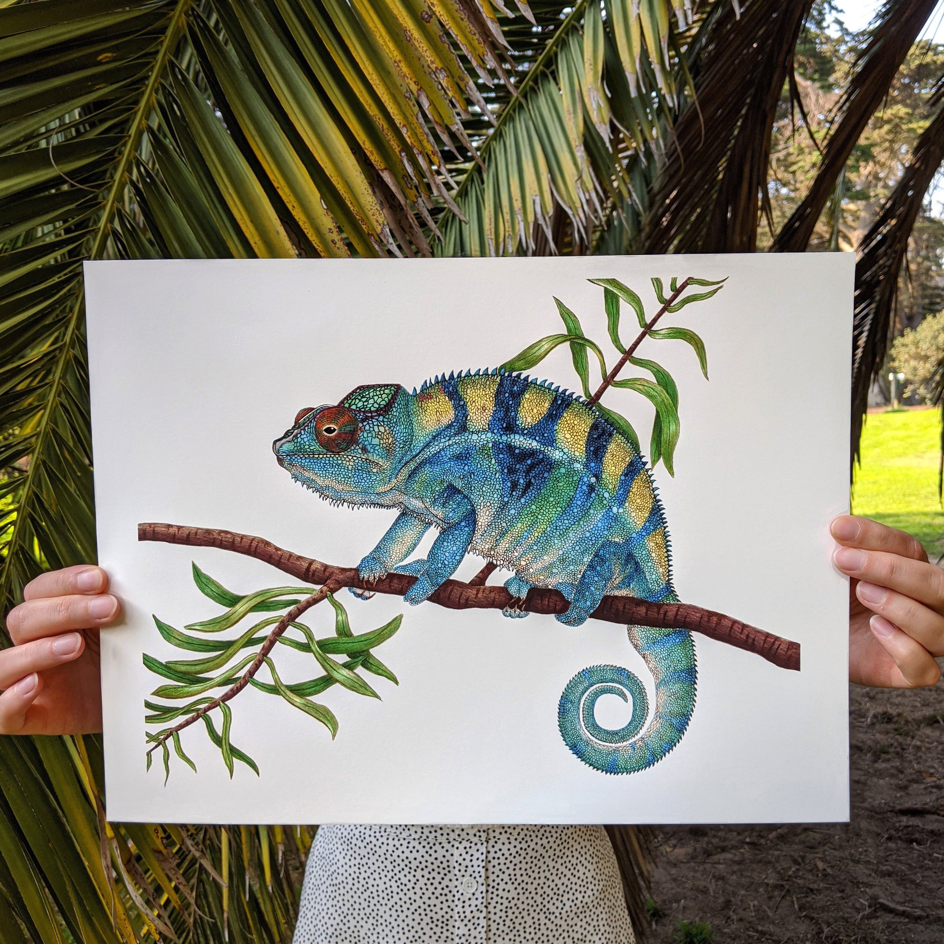 Hand drawn pencil art of panther chameleon by Rachel Diaz-Bastin. Prints available. 