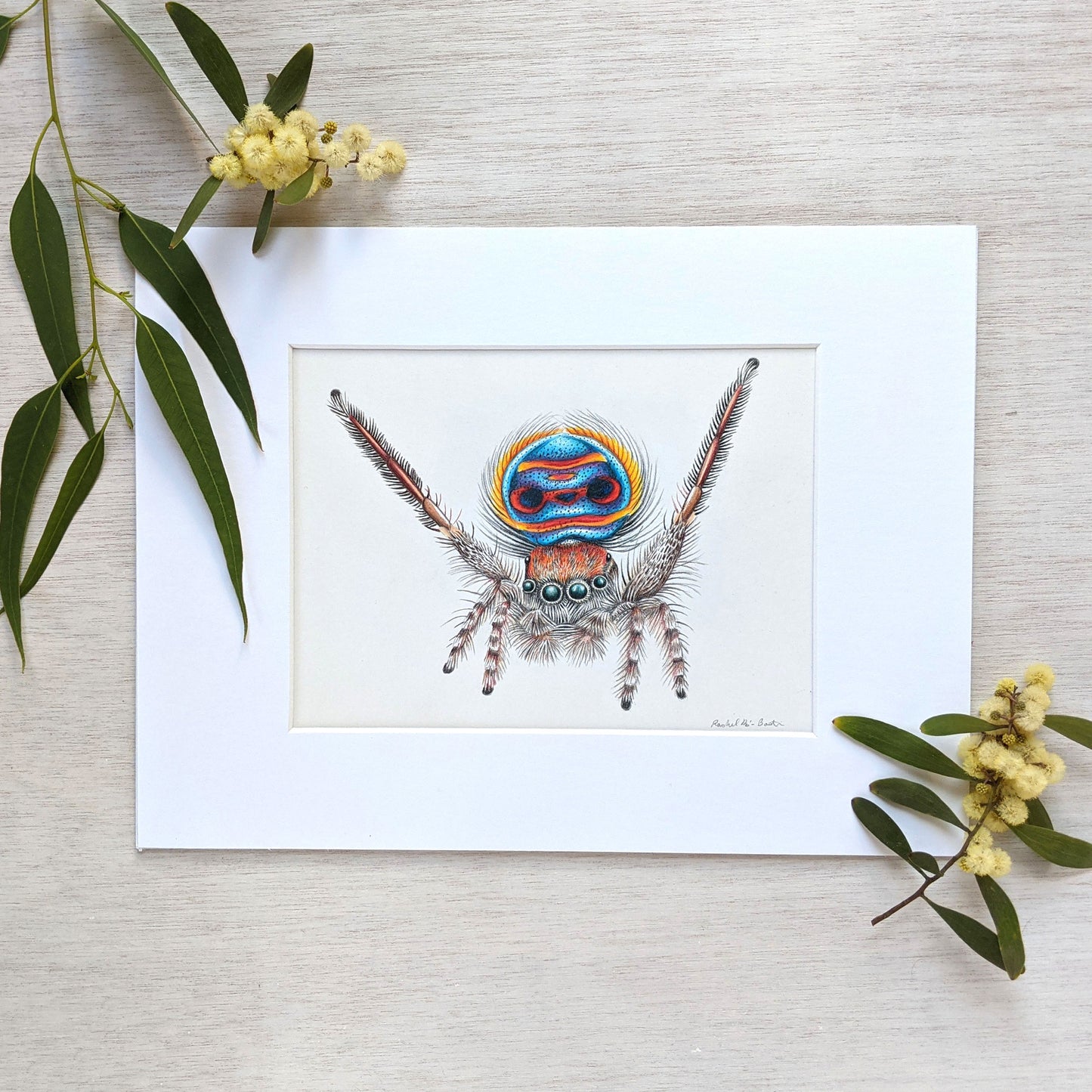 Original hand drawn pencil art of a coastal peacock spider by Rachel Diaz-Bastin. Original artwork available