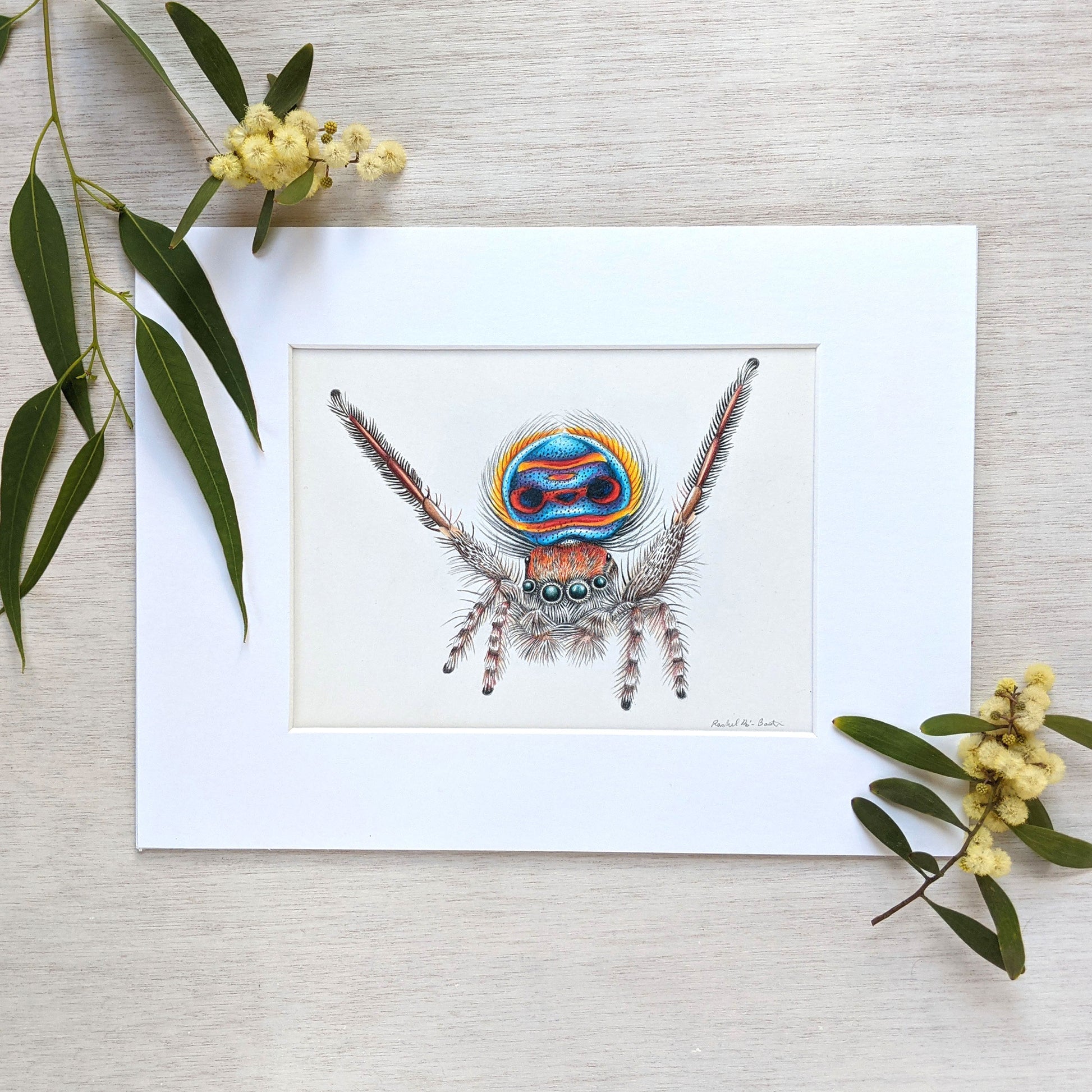 Original hand drawn pencil art of a coastal peacock spider by Rachel Diaz-Bastin. Original artwork available