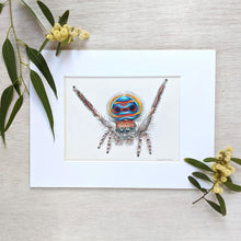 Load image into Gallery viewer, Original hand drawn pencil art of a coastal peacock spider by Rachel Diaz-Bastin. Original artwork available
