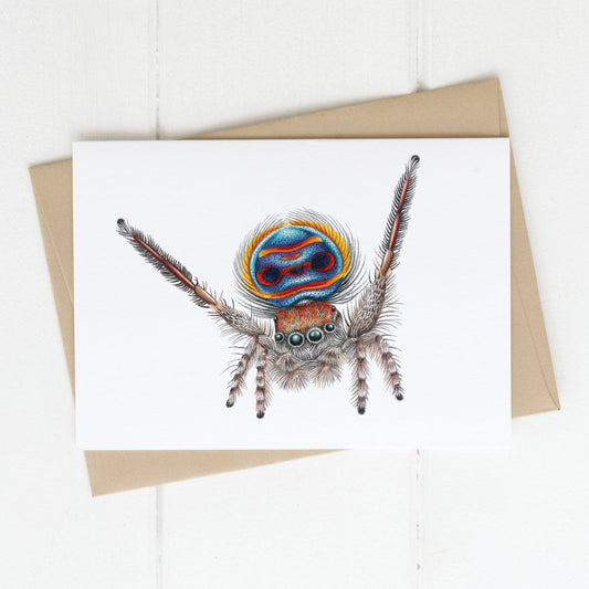 Greeting card blank inside printed with Coastal Peacock spider (Maratus speciosus), design by Rachel Diaz-Bastin Art