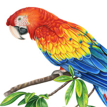 Load image into Gallery viewer, Hand drawn pencil art of a scarlet macaw (Ara macao), by Rachel Diaz-Bastin. Prints available.

