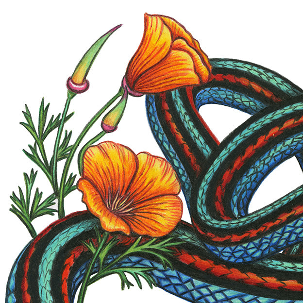 Hand drawn pencil art of a San Francisco garter snake and California poppy by Rachel Diaz-Bastin. Prints available. 