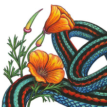 Load image into Gallery viewer, Hand drawn pencil art of a San Francisco garter snake and California poppy by Rachel Diaz-Bastin. Prints available. 

