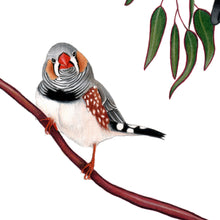 Load image into Gallery viewer, Hand drawn pencil art of zebra finches in a eucalyptus tree by Rachel Diaz-Bastin. Prints available.
